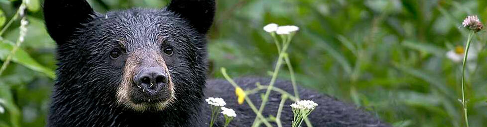 American black bear